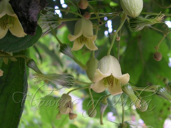 Himalayan Clematis